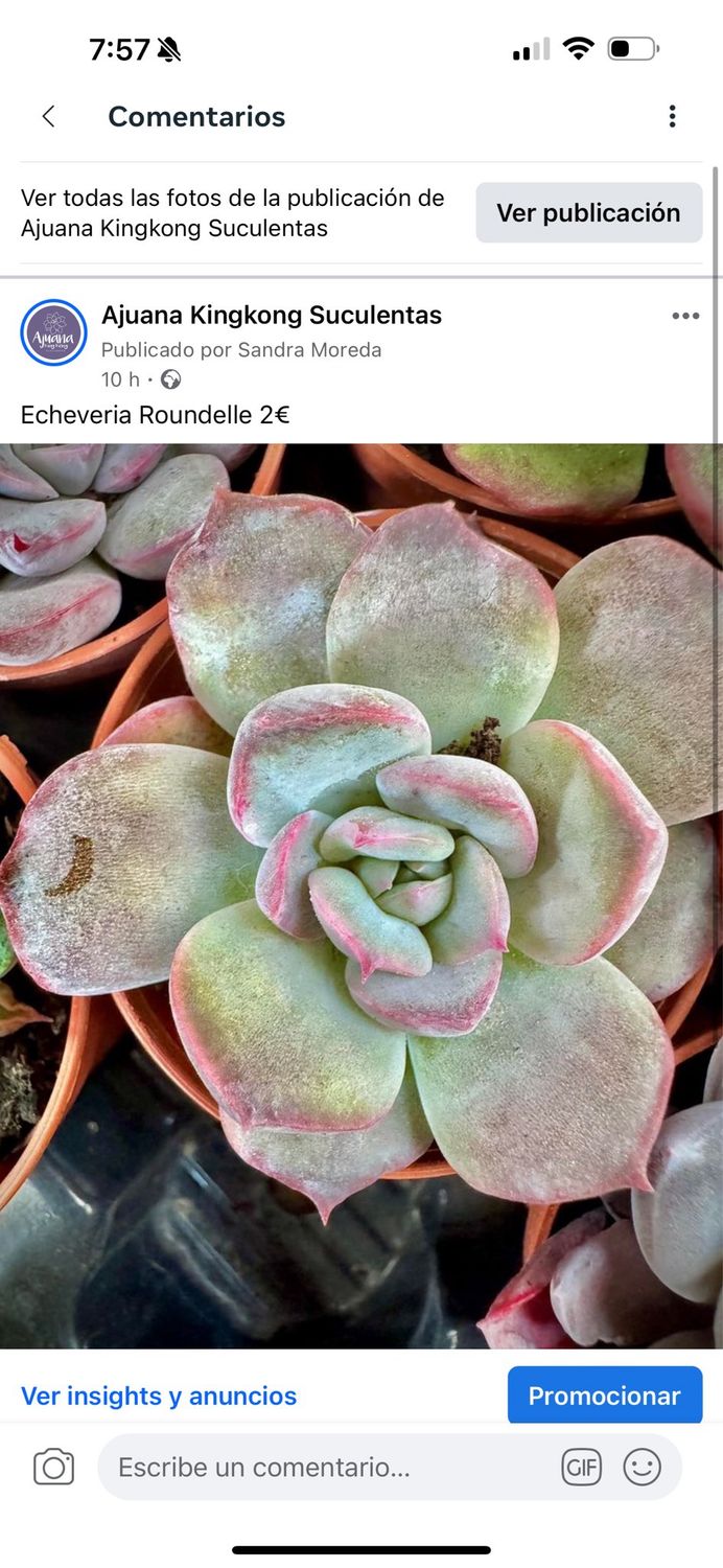 Echeveria Roundelle