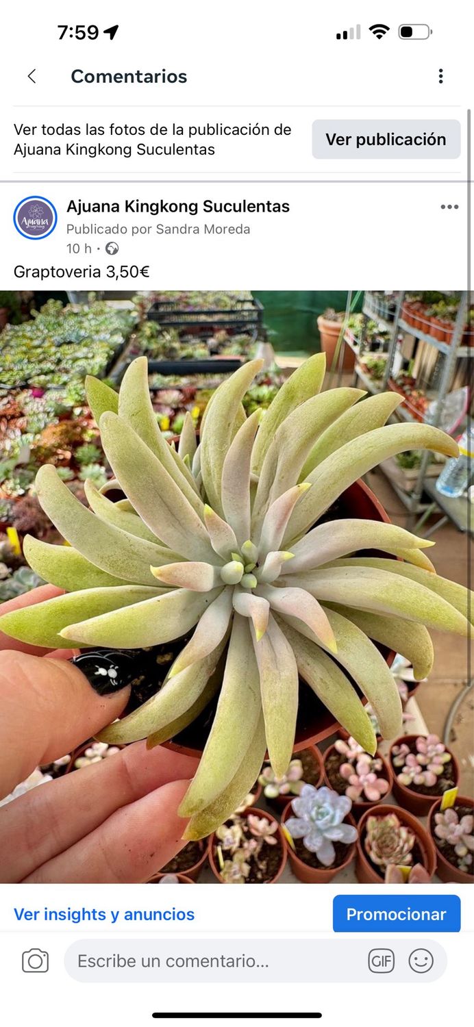 Pachyveria Glacier