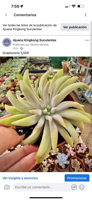Pachyveria Glacier