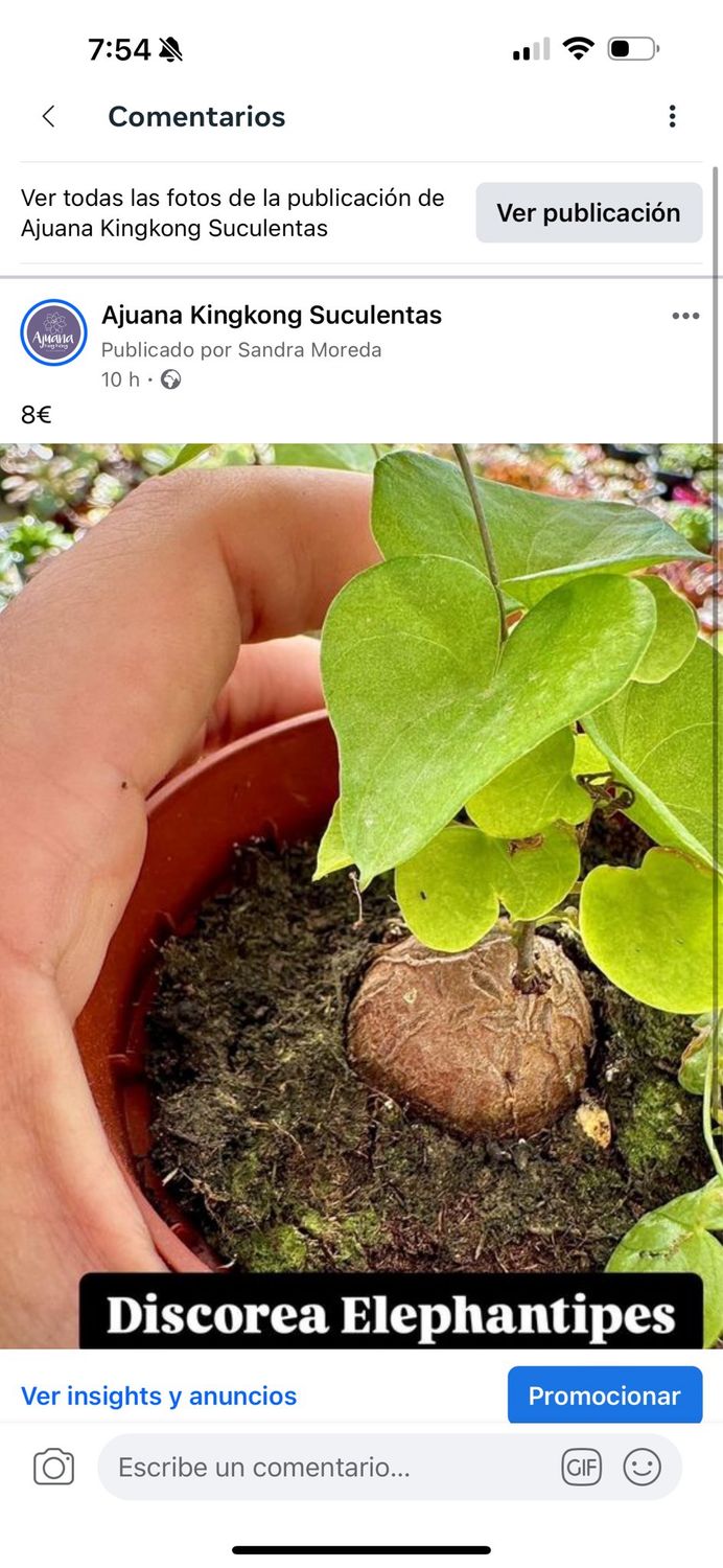 Discorea Elephantipes