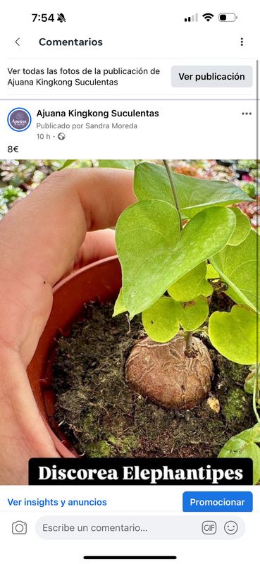 Discorea Elephantipes