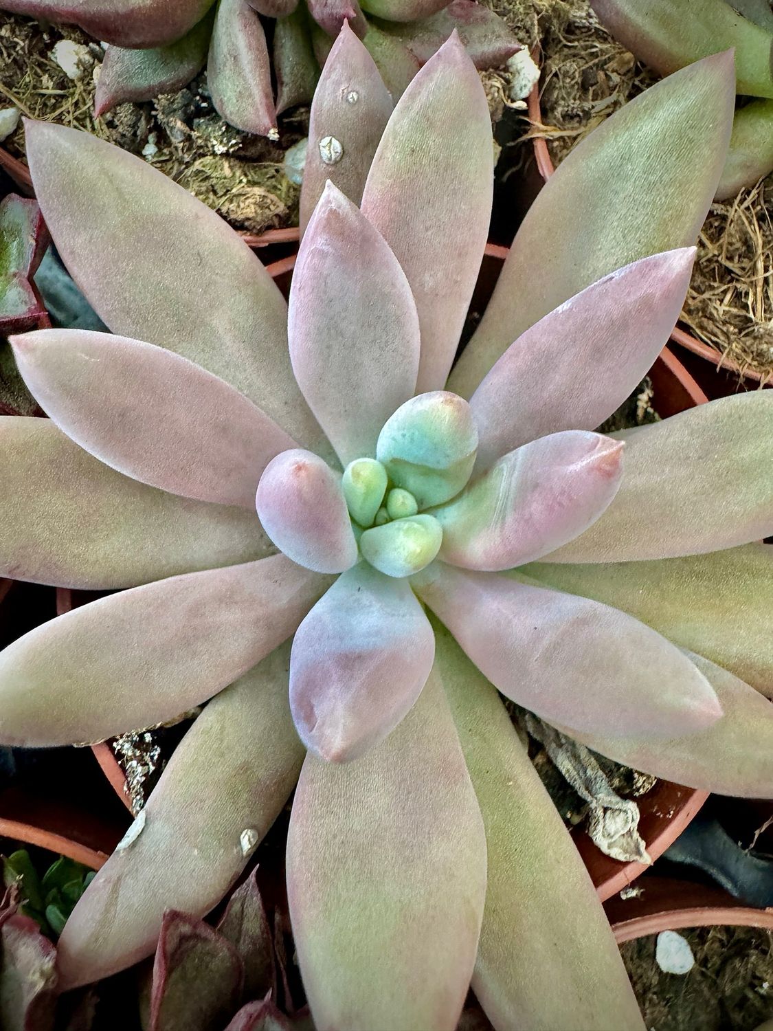 Pachyveria Adelante