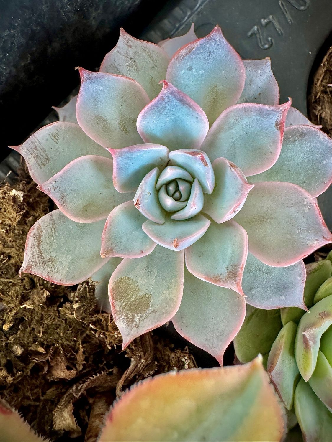Echeveria Subsesilis