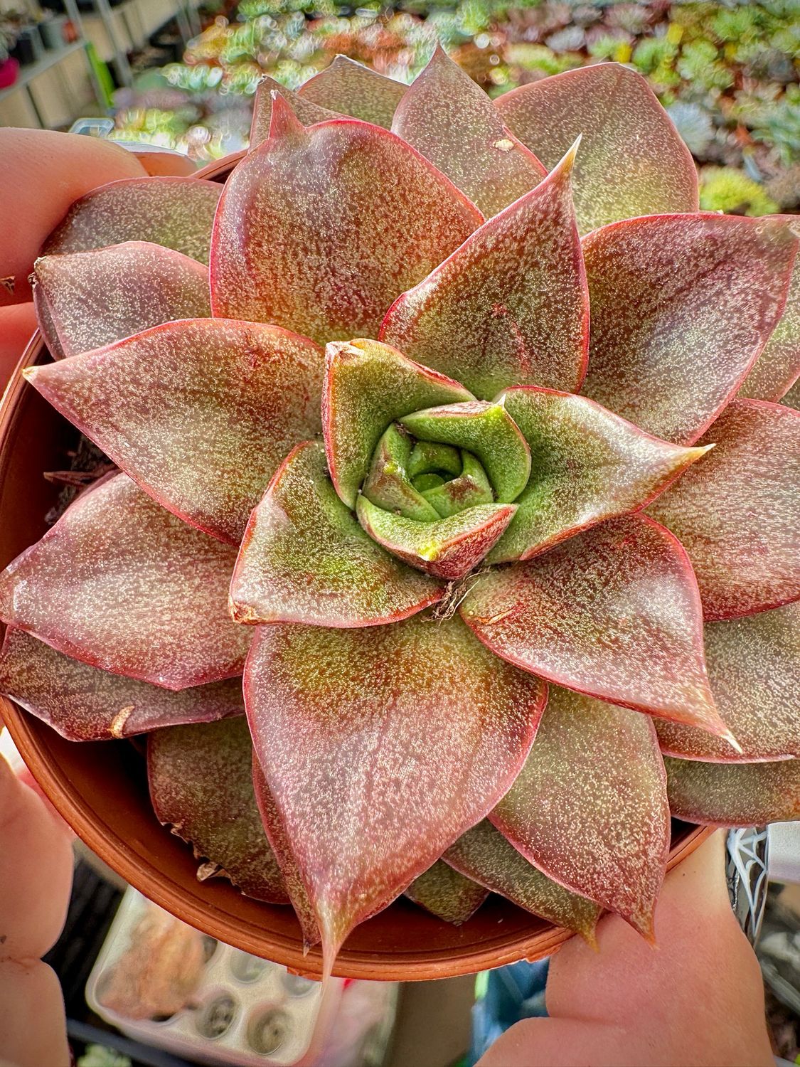 Echeveria Dionysos