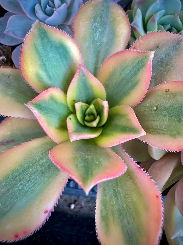 Aeonium Florence
