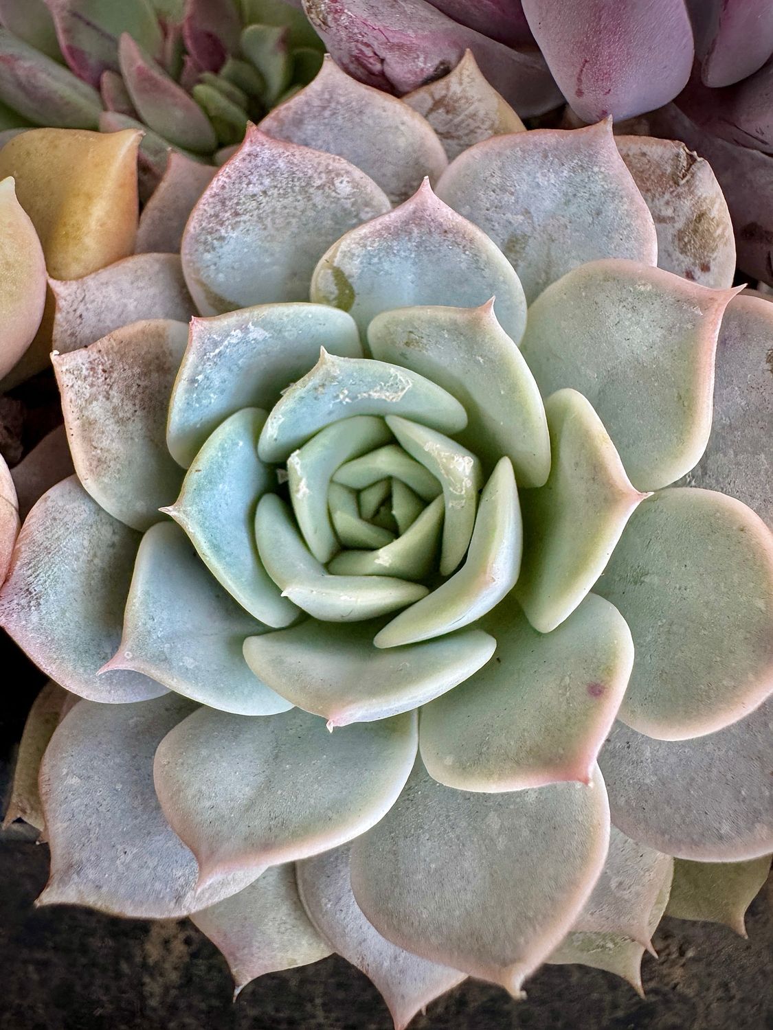 Echeveria Furi