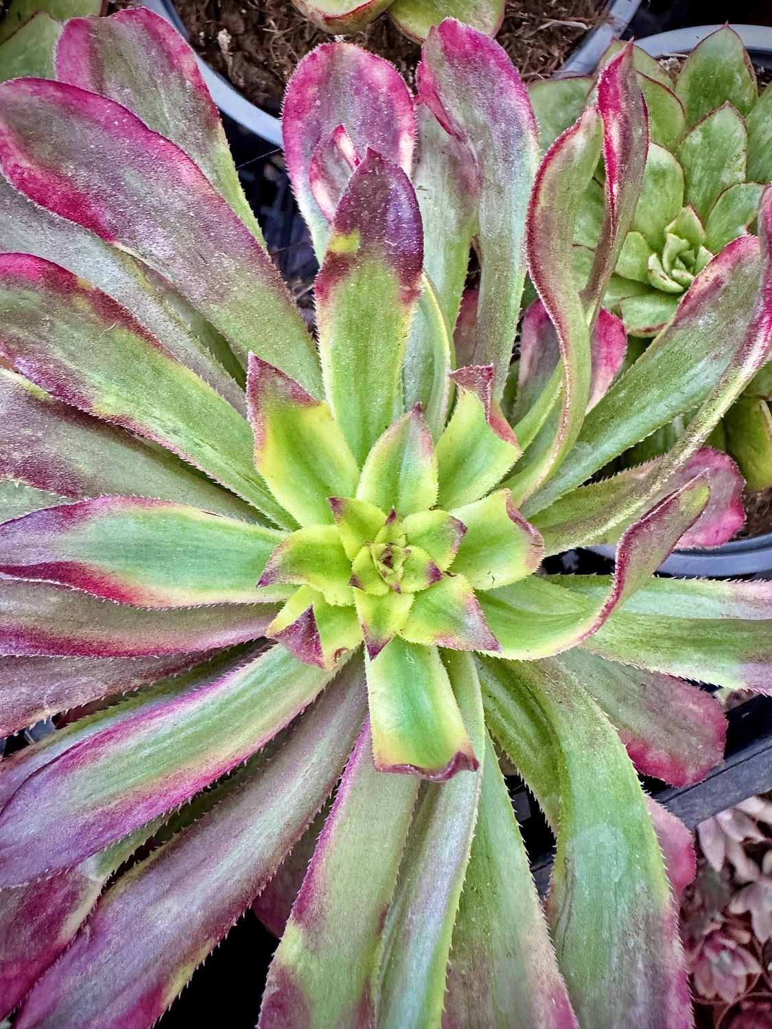 Aeonium Mardy Grass