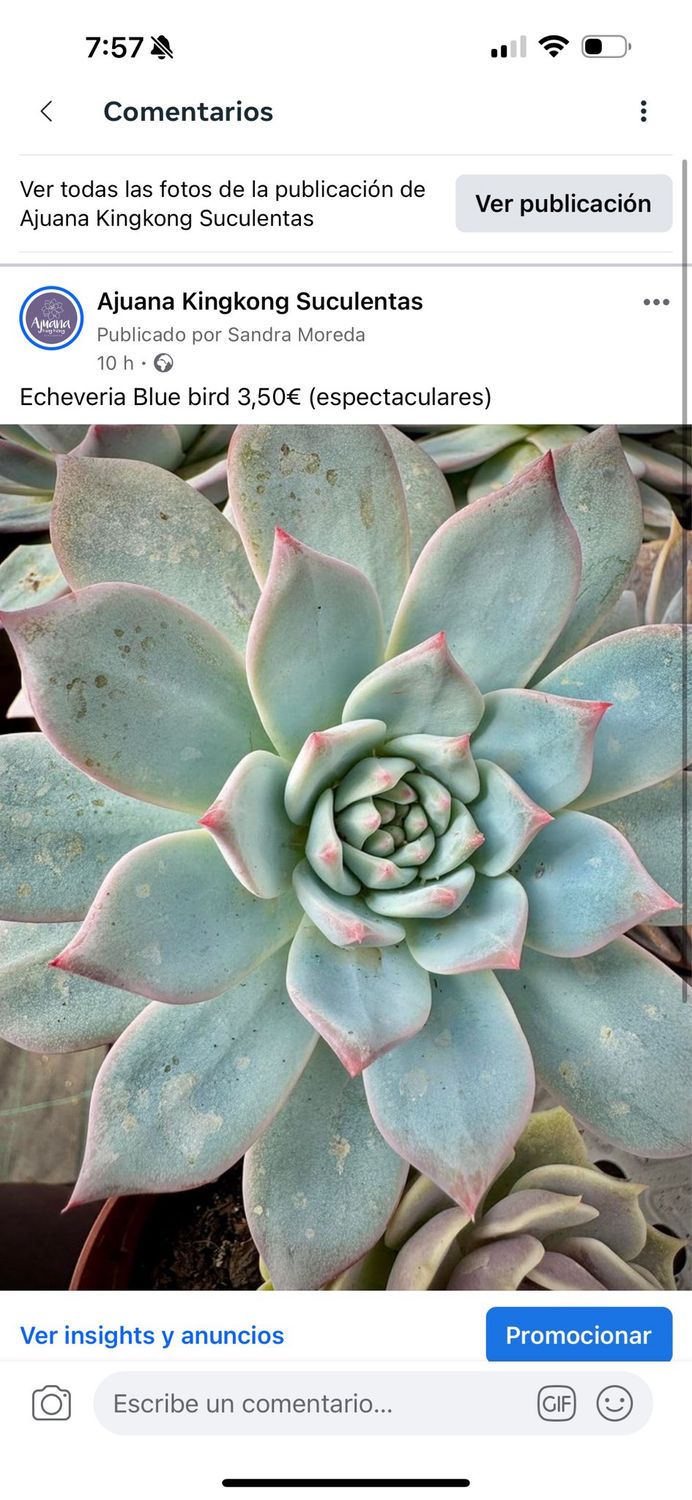Echeveria Blue Bird