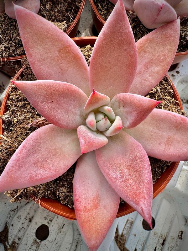 Echeveria Colorata Barndtii