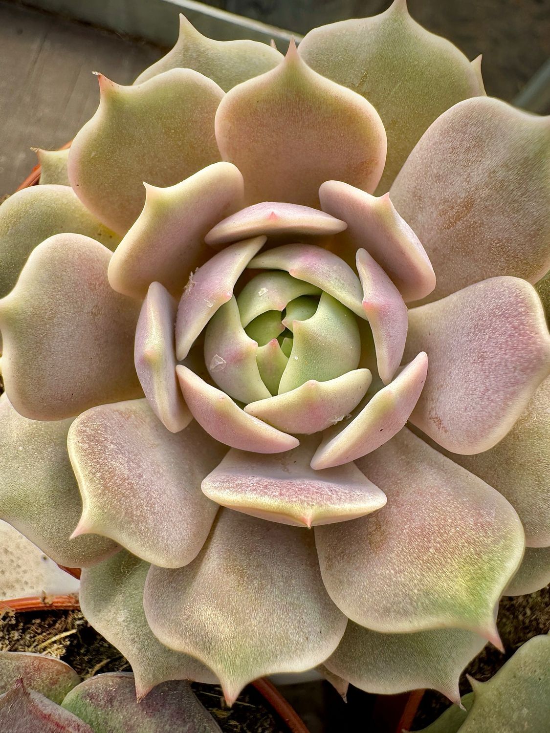 Echeveria Lola