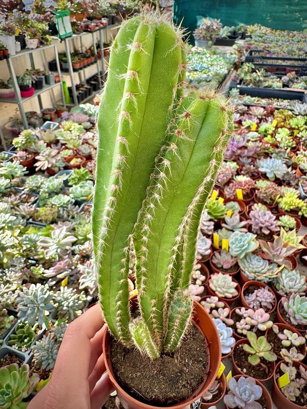 Pilosocereus Floccosus