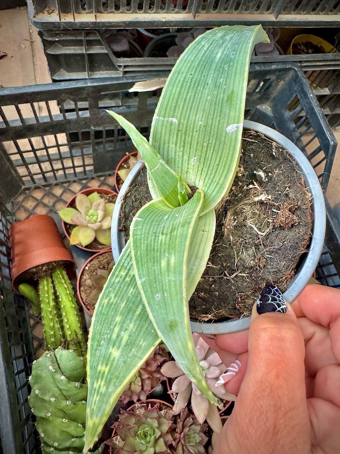 Aloe Karasberguensis