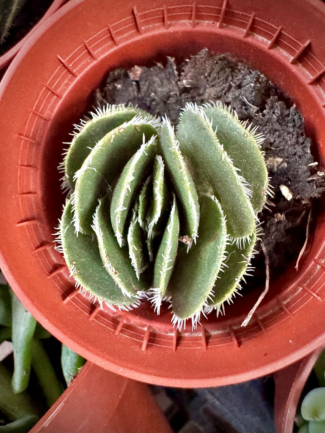 Crassula Tormentosa
