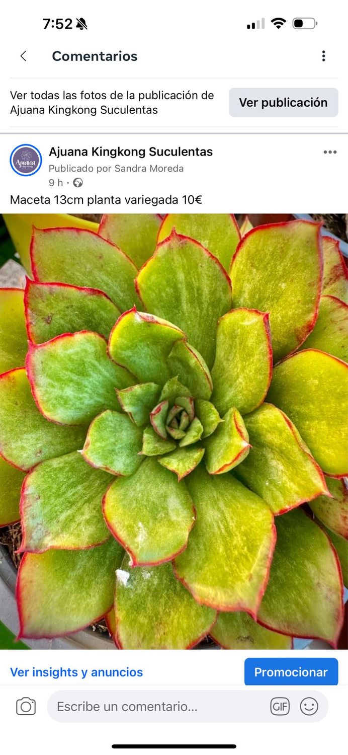 Echeveria variegada