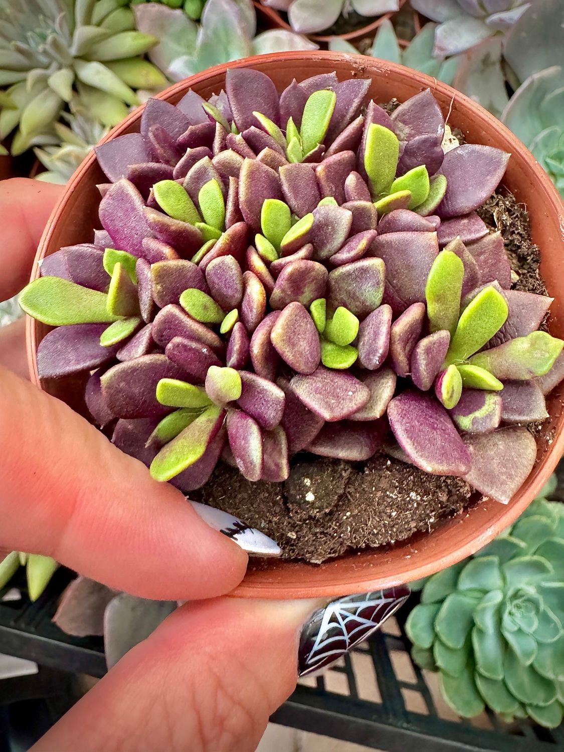 Anacampseros Rufescen