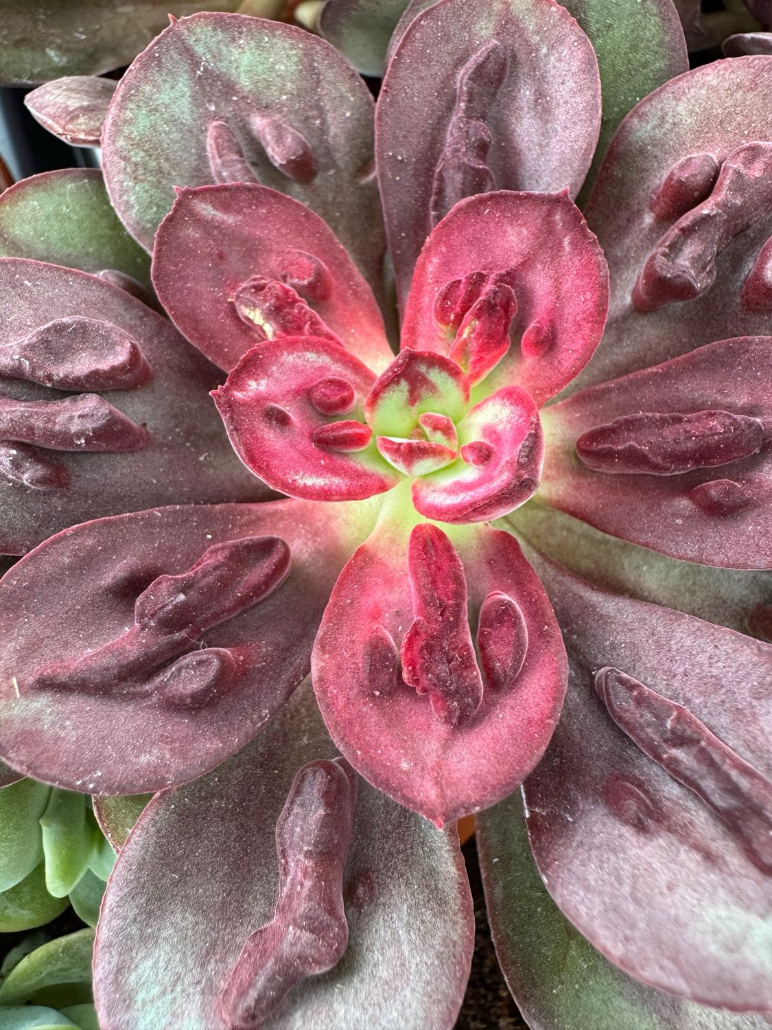 Echeveria Nodulosa Maruba Carunculada