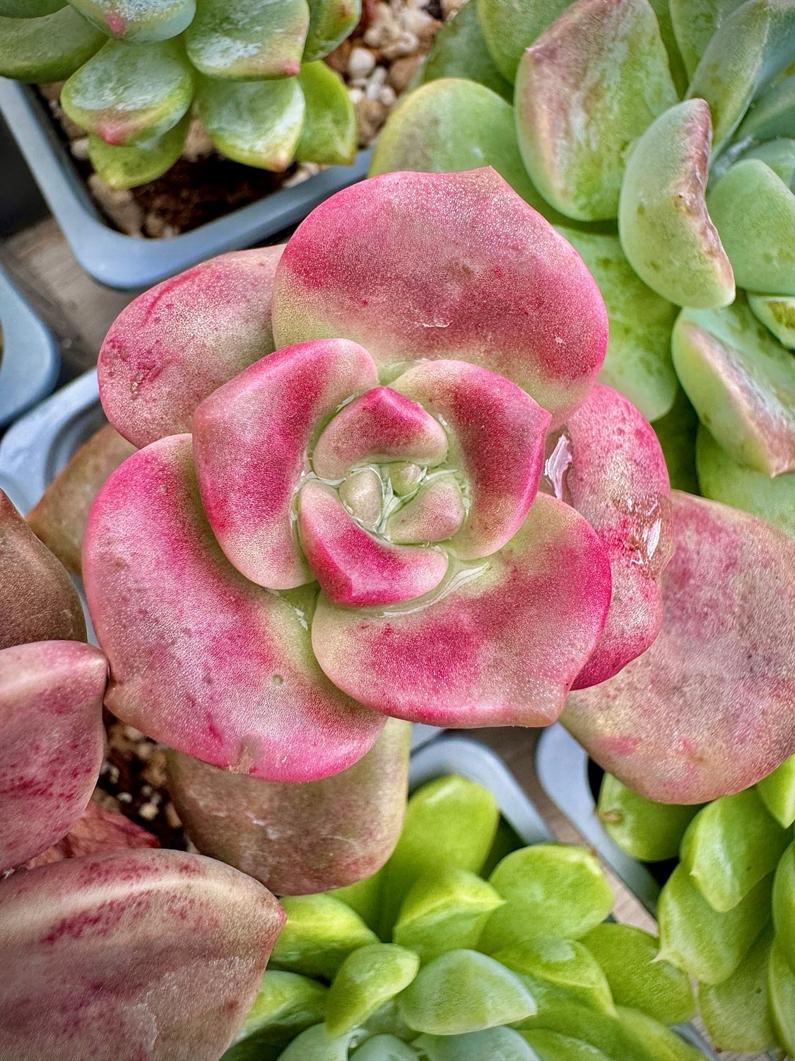 Graptopetalum Foiegrass