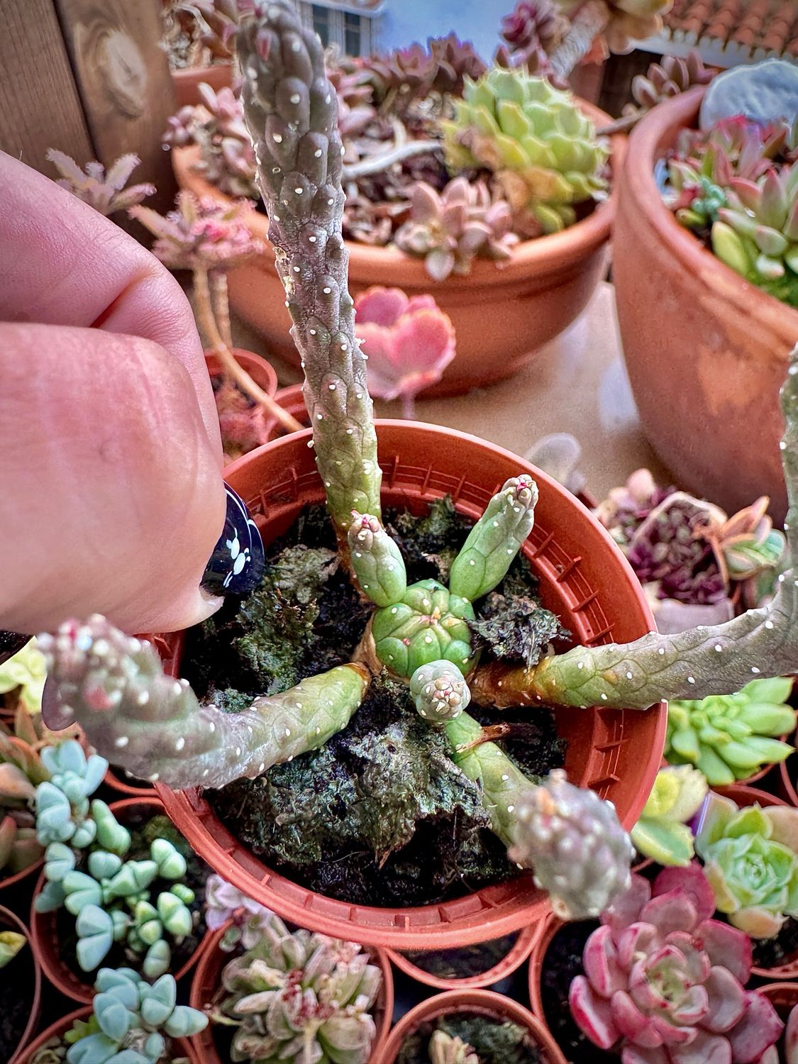 Euphorbia Caput medusae