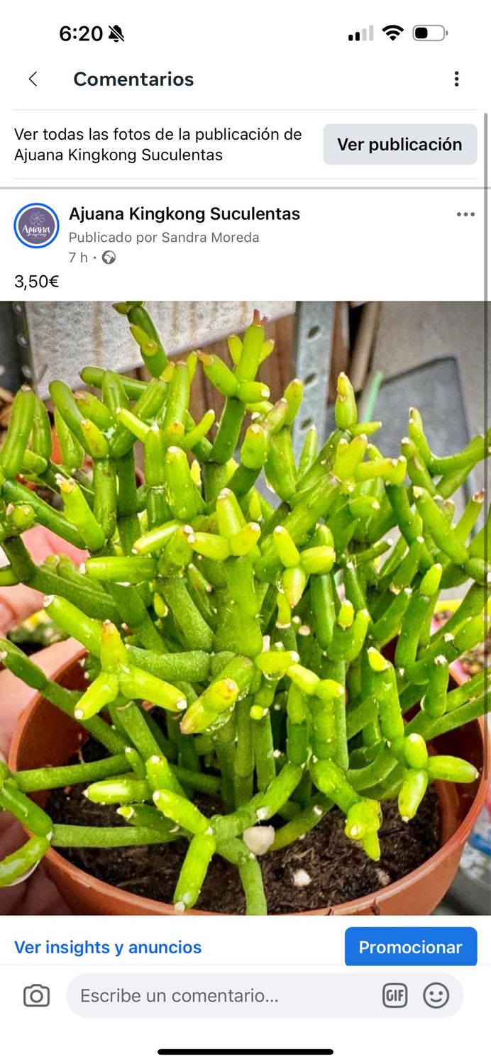 Hatiora Cylindrica