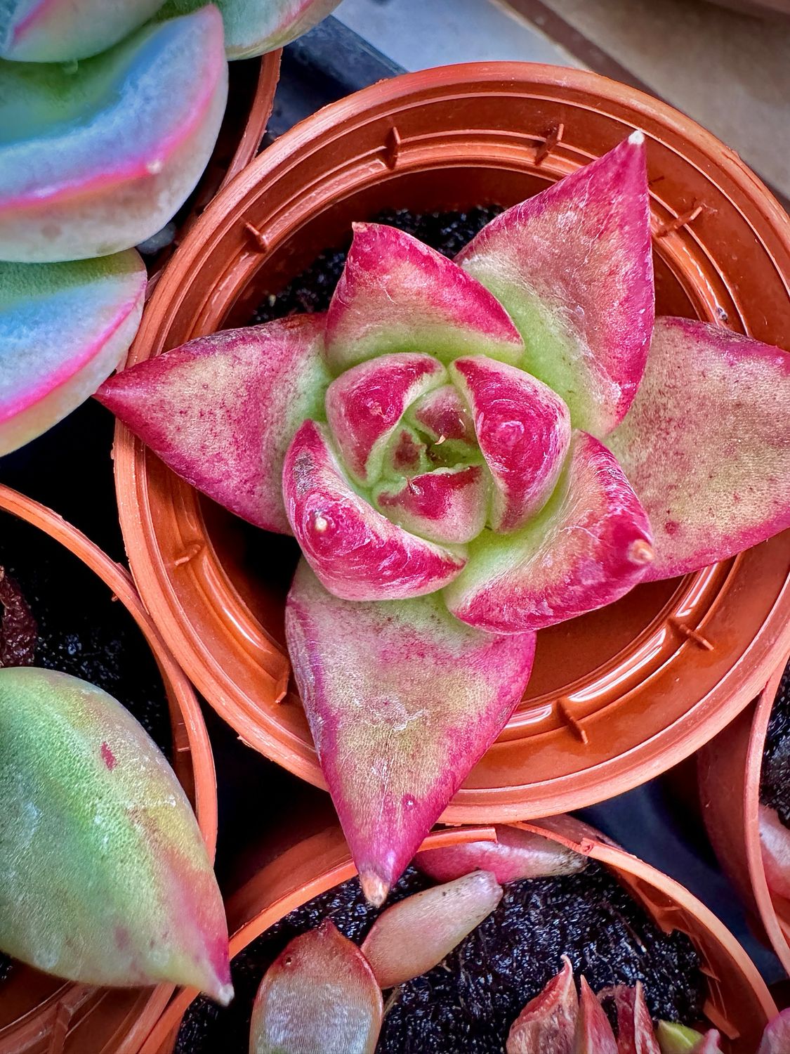 Echeveria agavoides ebonii
