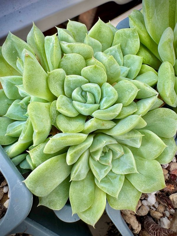 Echeveria white swam bouquet