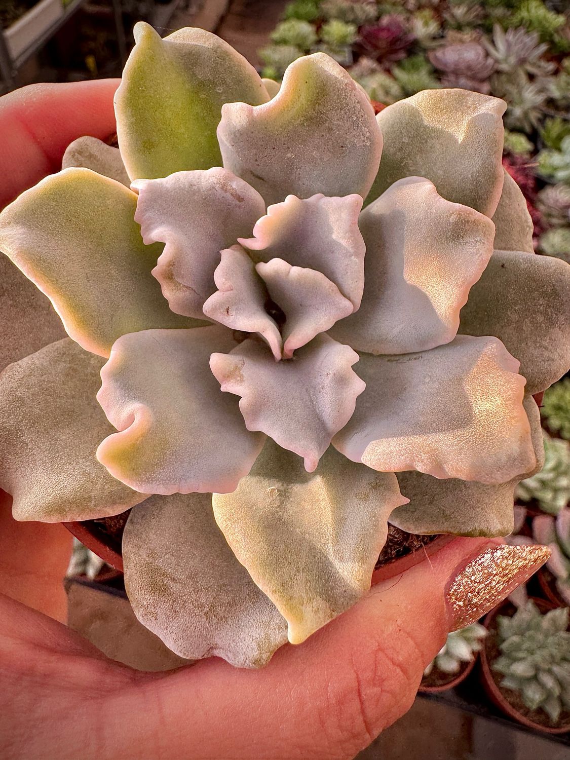 Echeveria Chrispate Beauty