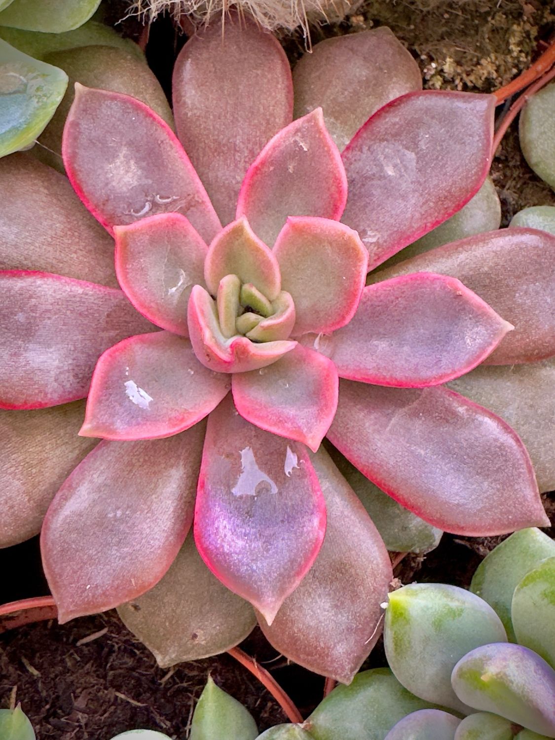 Echeveria Mini Mina