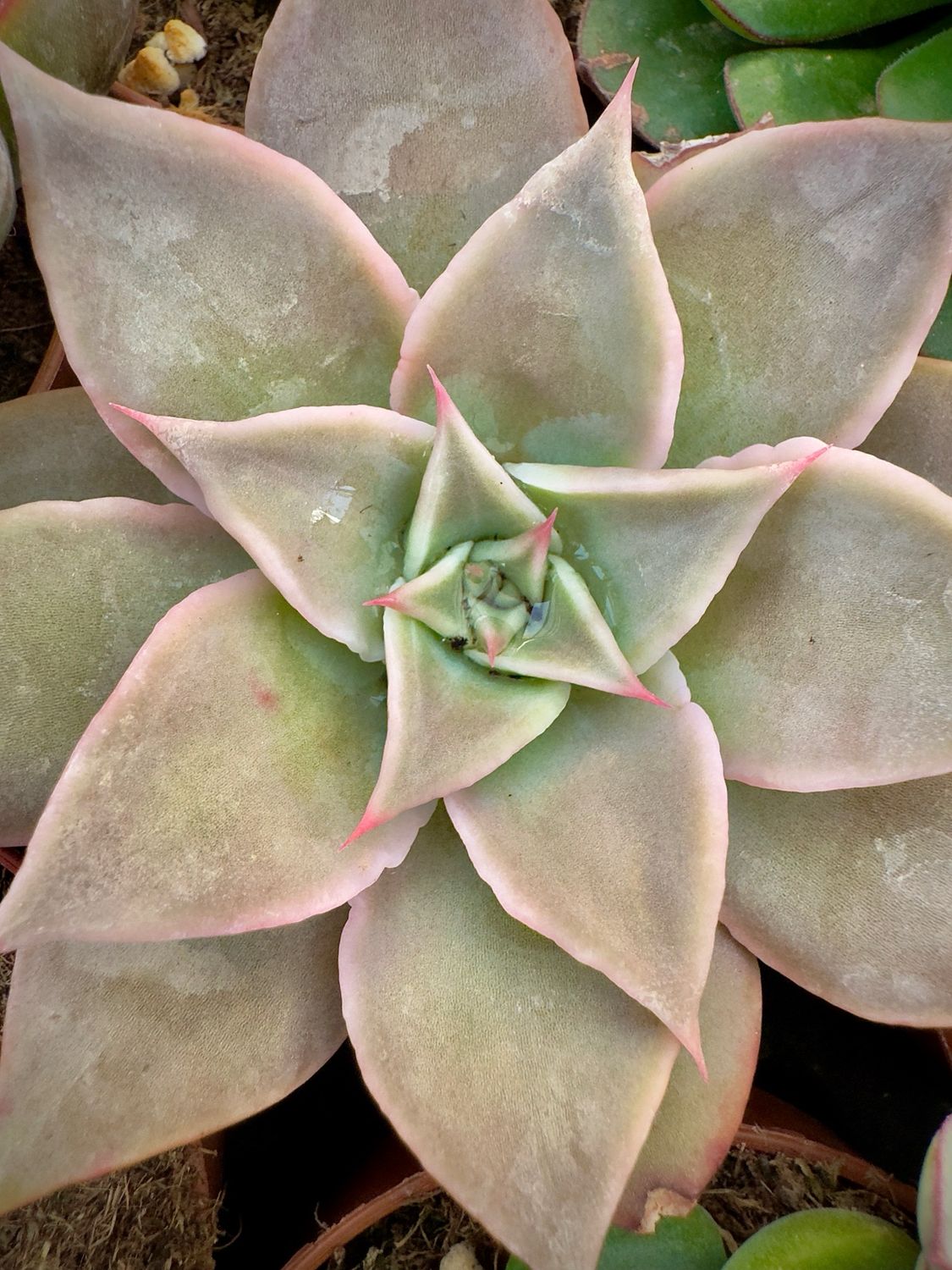 Echeveria Madiva
