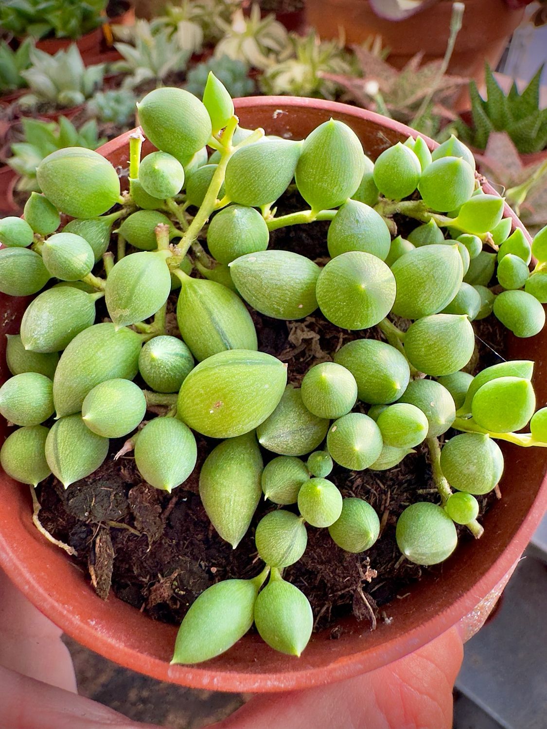 Senecio Herreryanus