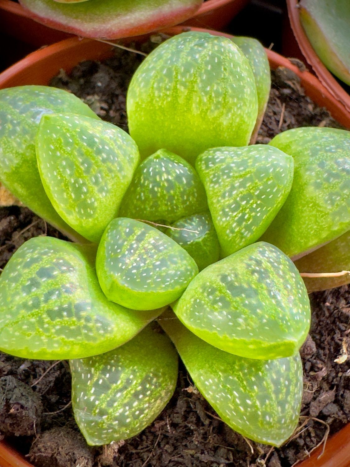 Haworthia turgida var suberecta