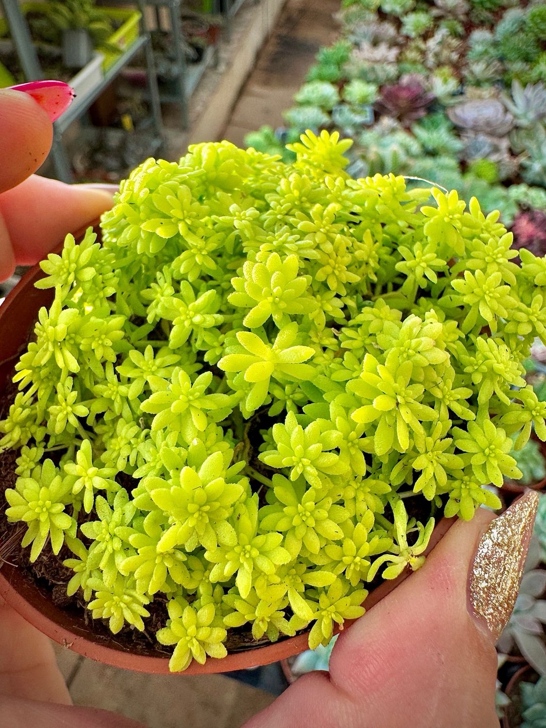 Sedum Tokio sum