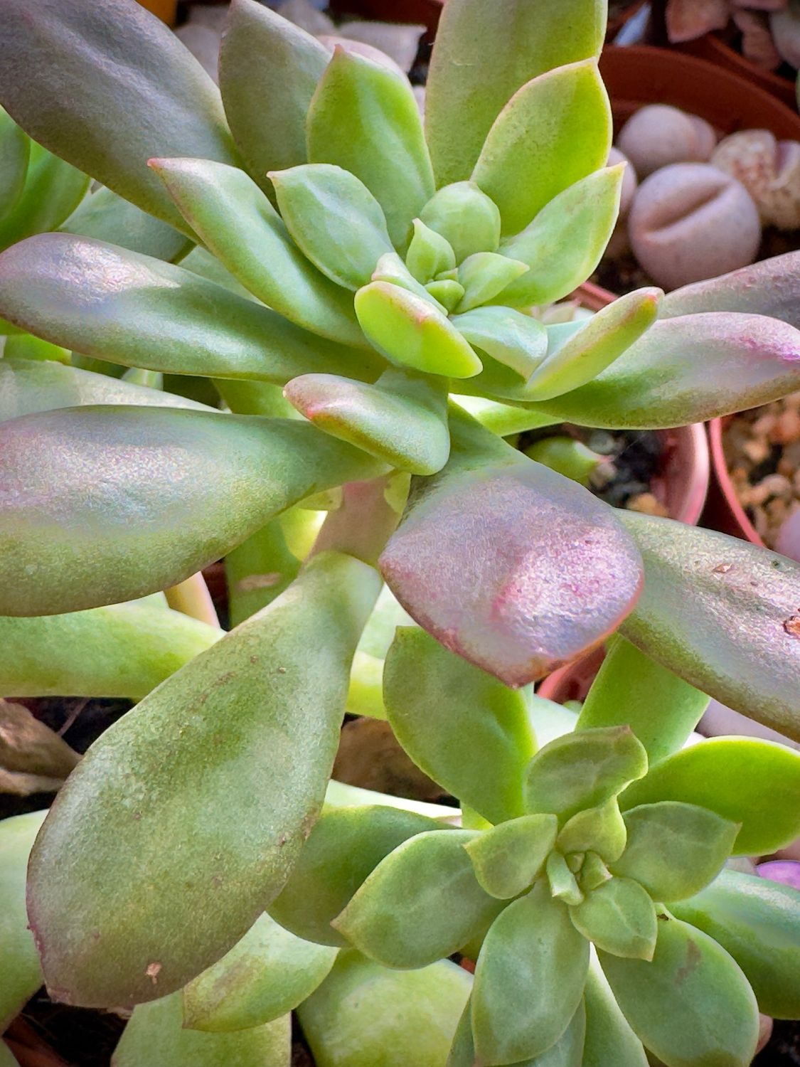 Echeveria Minibelle