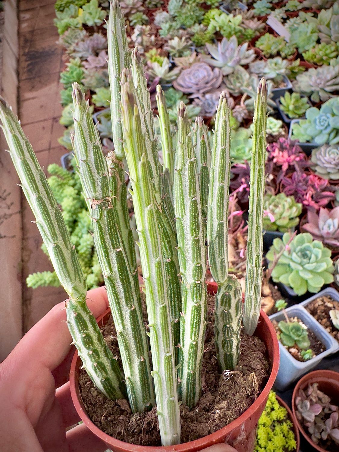 Senecio kleinia Stapeliiformis