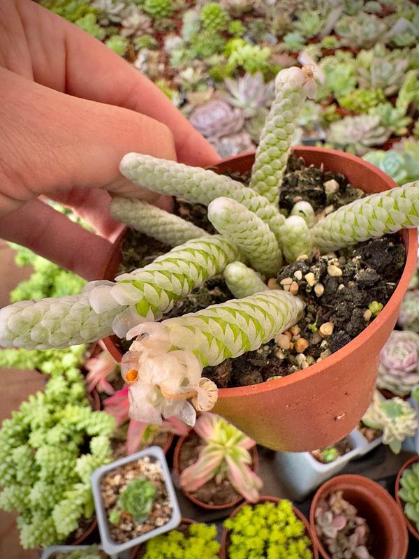 Avonia Papyracea