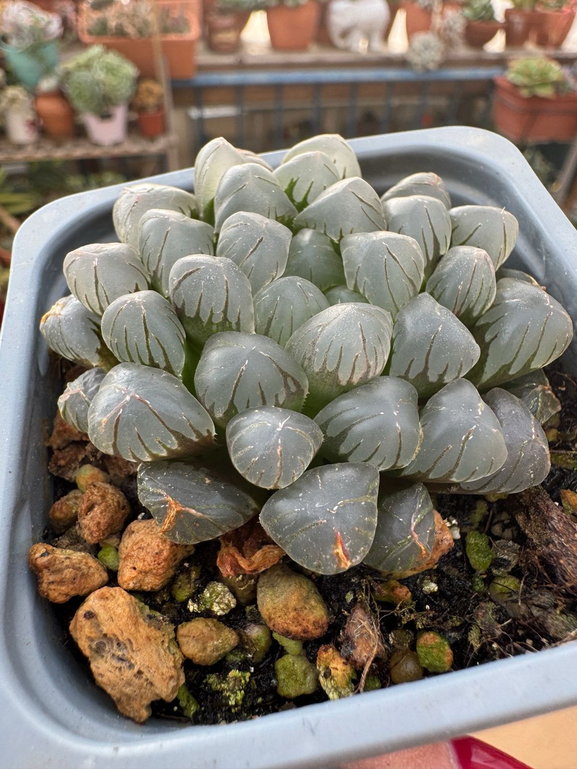 Haworthia Panshi Ice Jade