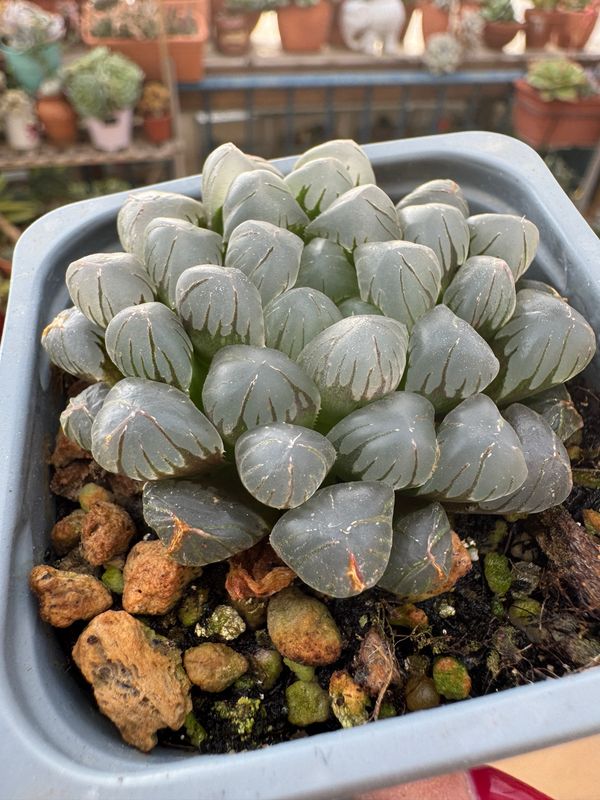 Haworthia Panshi Ice Jade