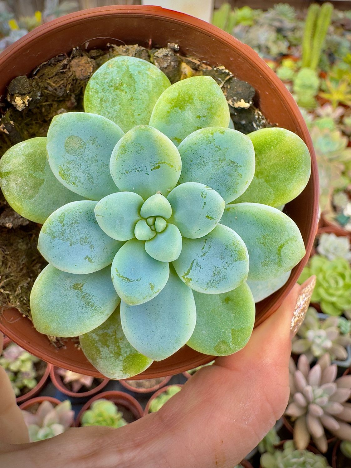 Sedum Clavatum variegado inverso