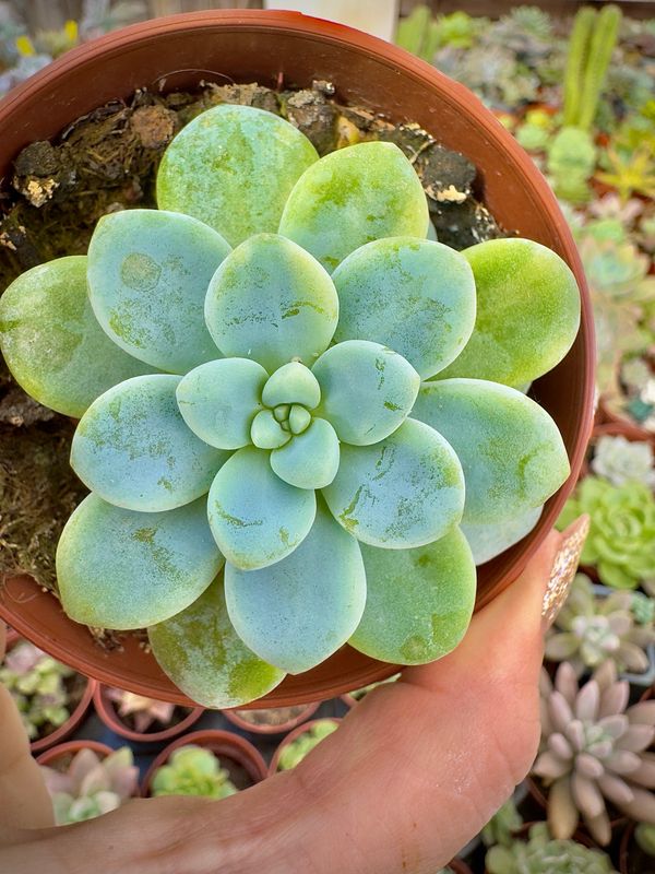 Sedum Clavatum variegado inverso