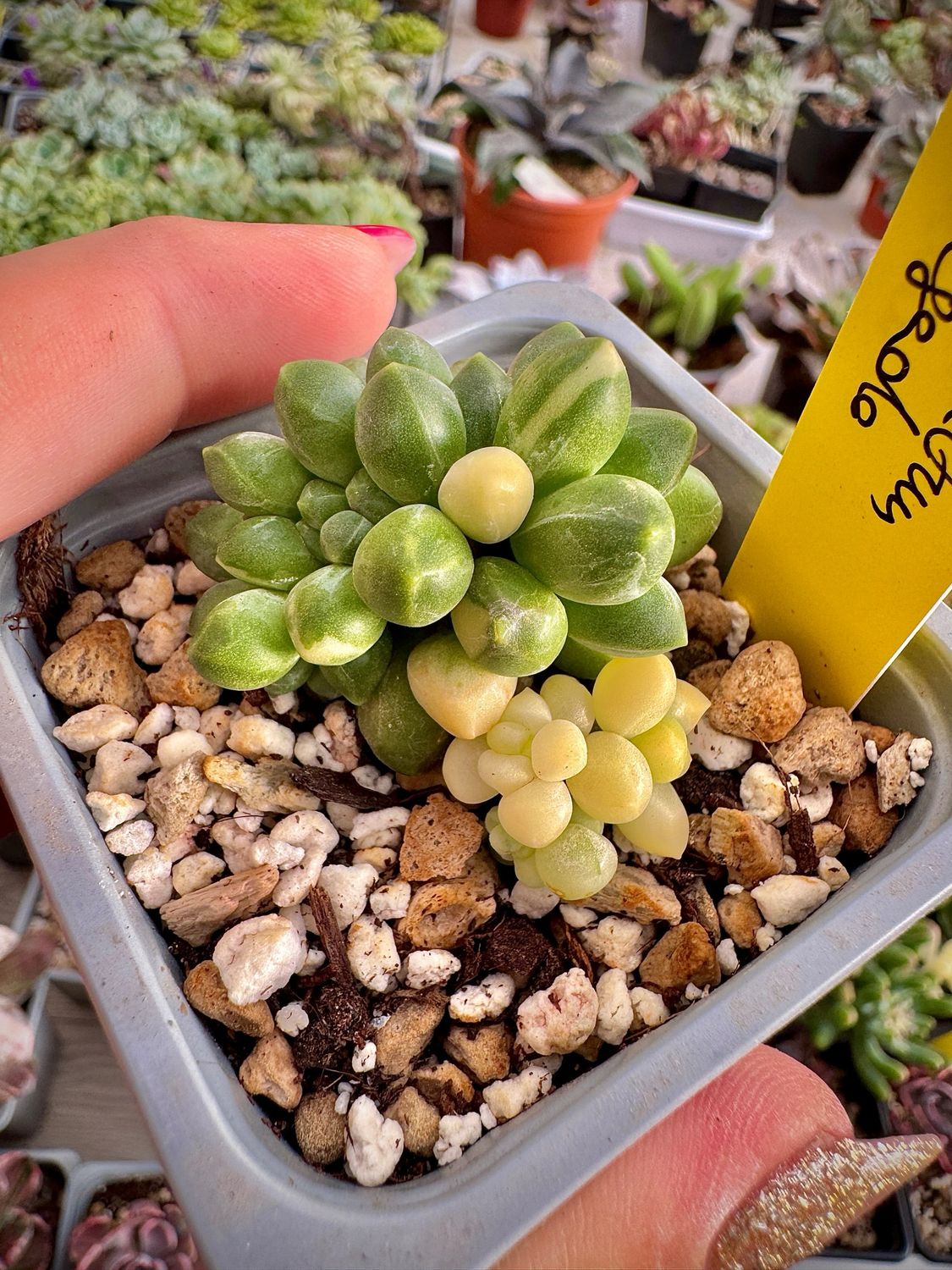 Pachyphytum compactum variegado