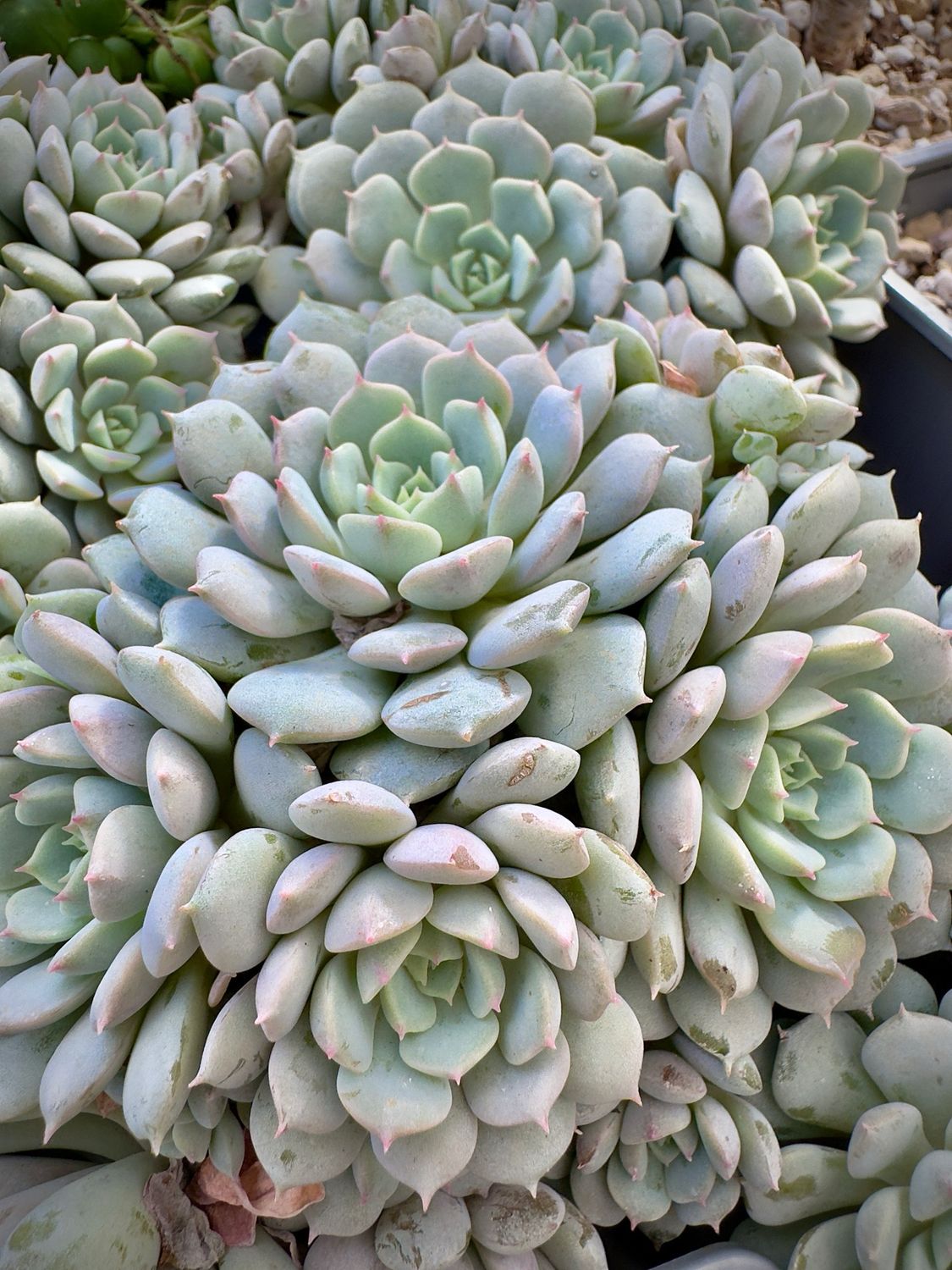 Echeveria Clara bouquet 4,50€