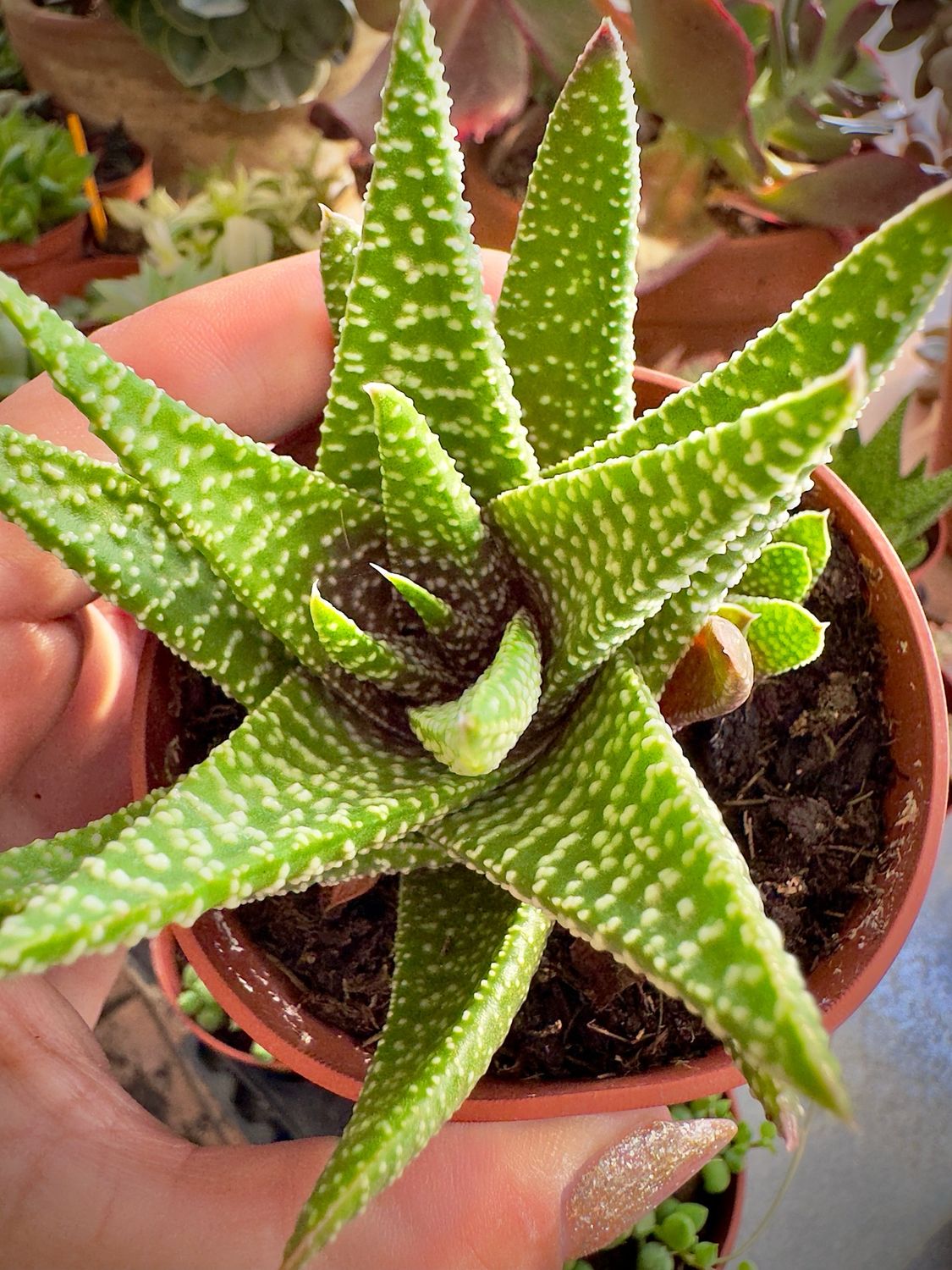 Haworthiopsis attenuata