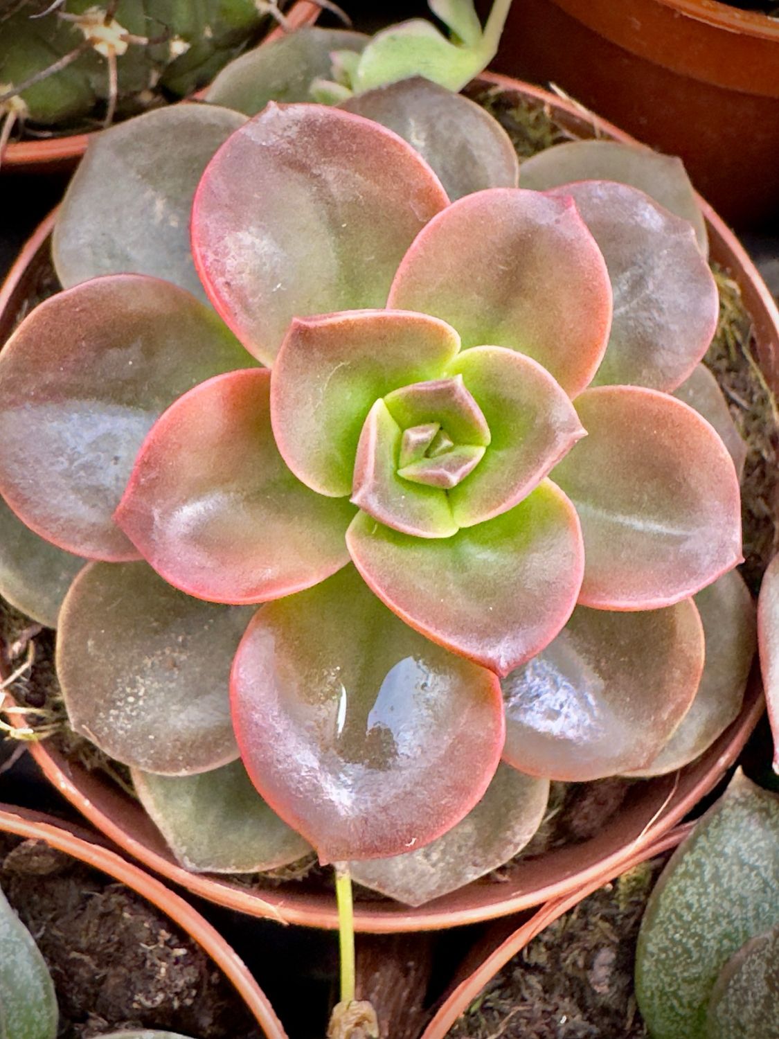 Echeveria Melaco