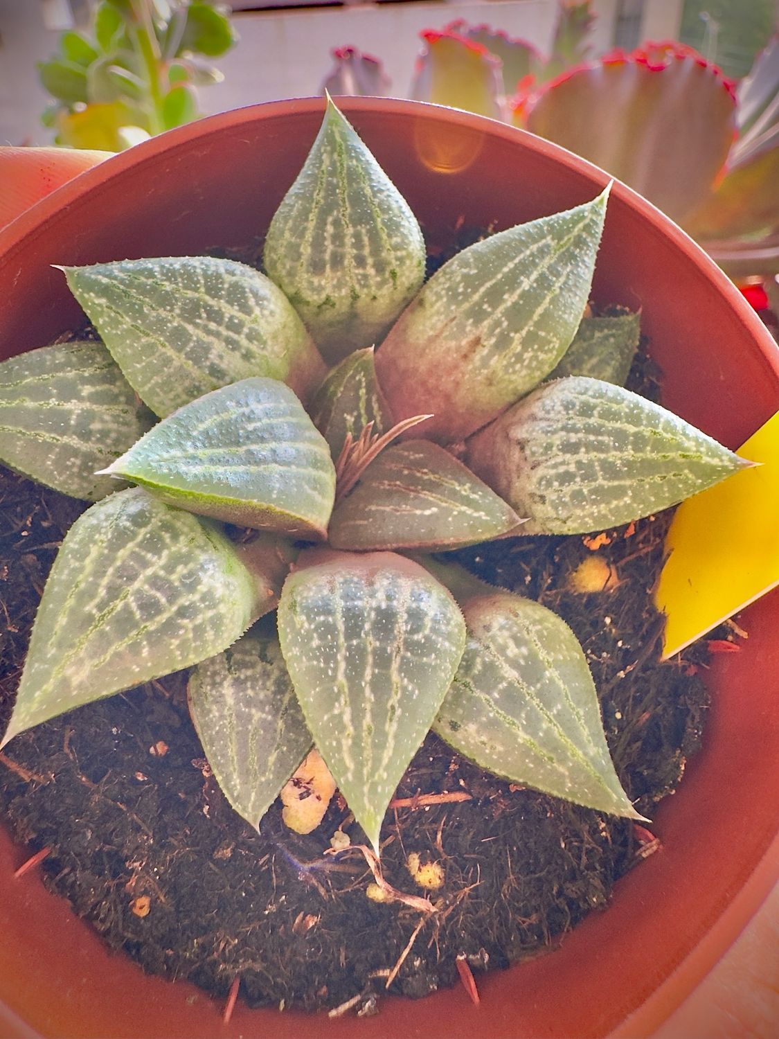 Haworthia Paradoxa