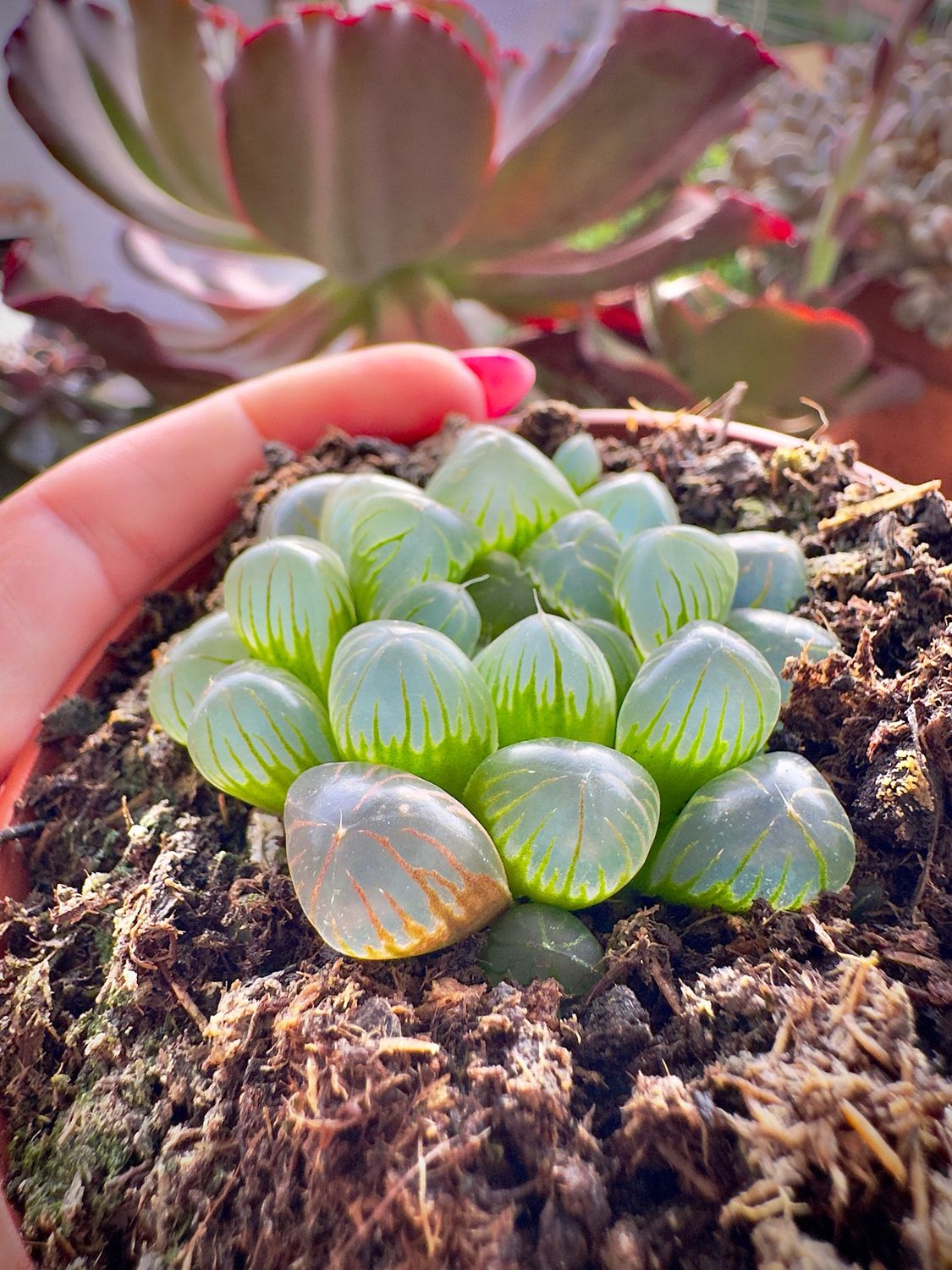 Haworthia Cooperi
