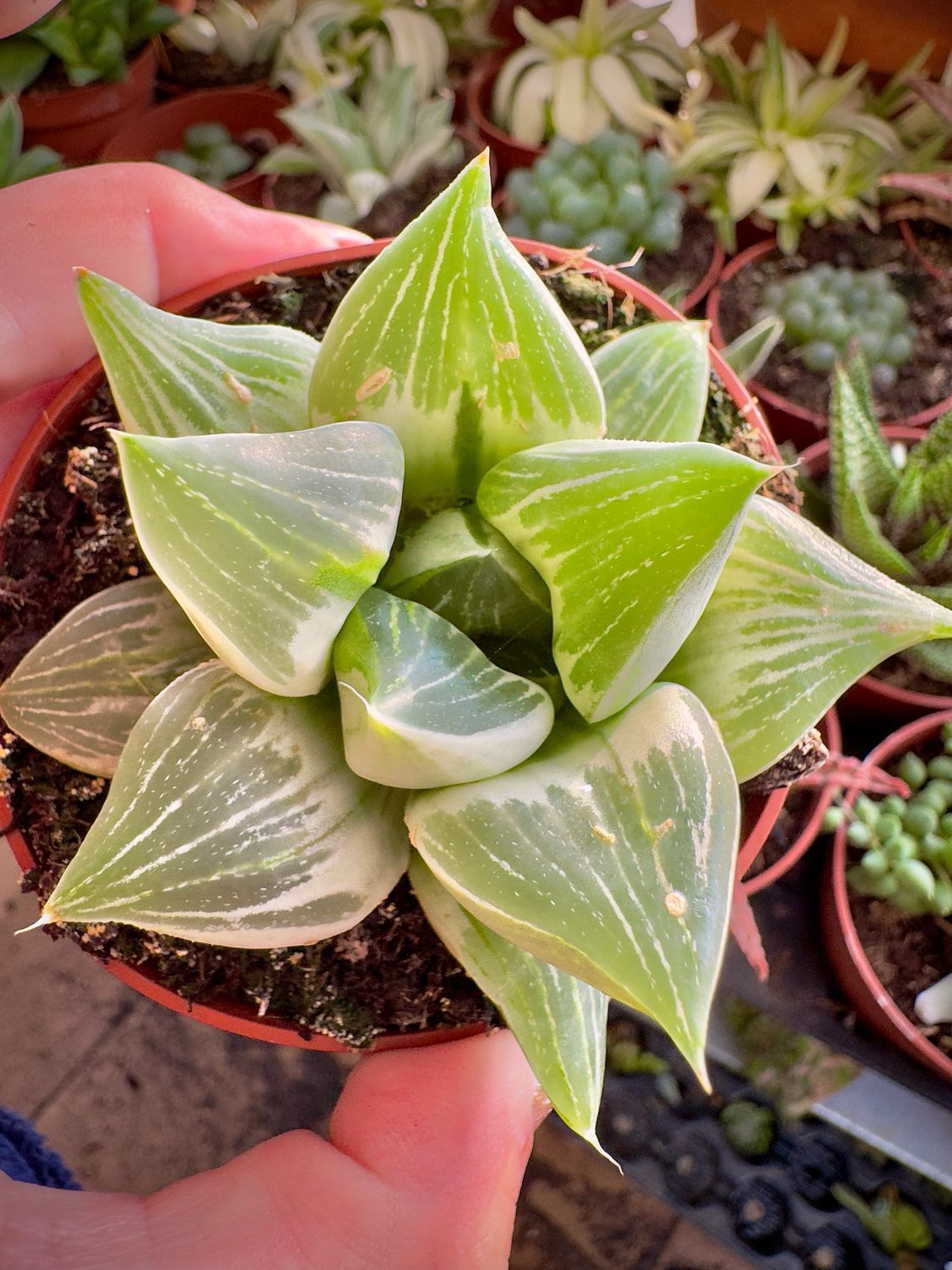 Haworthia Milky Way