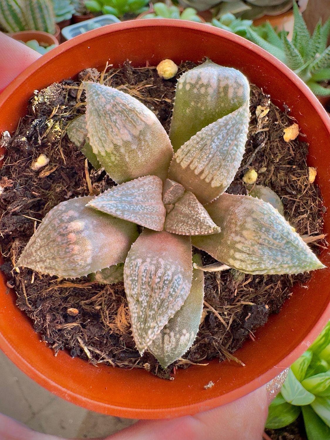 Haworthia Giulietta