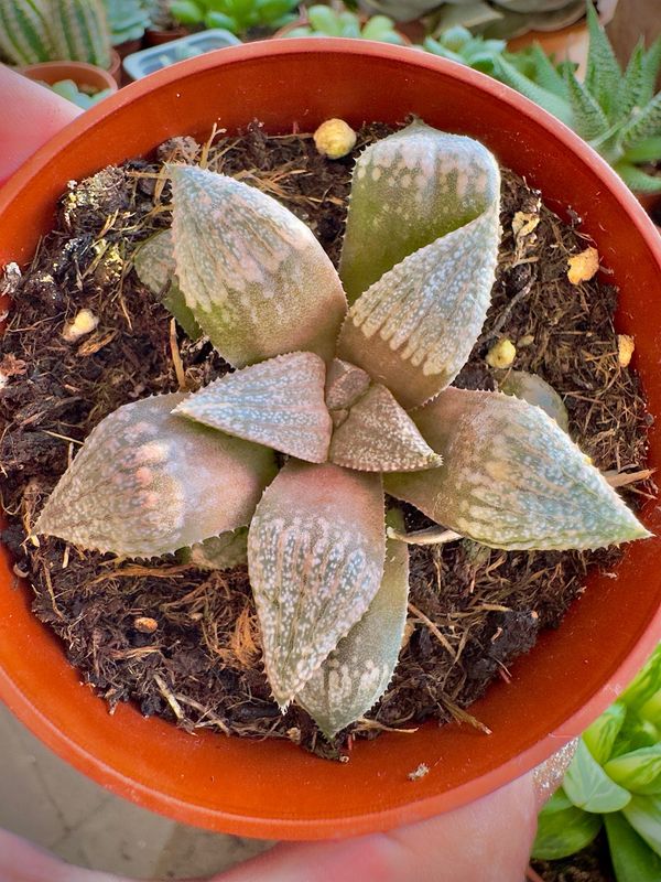 Haworthia Giulietta