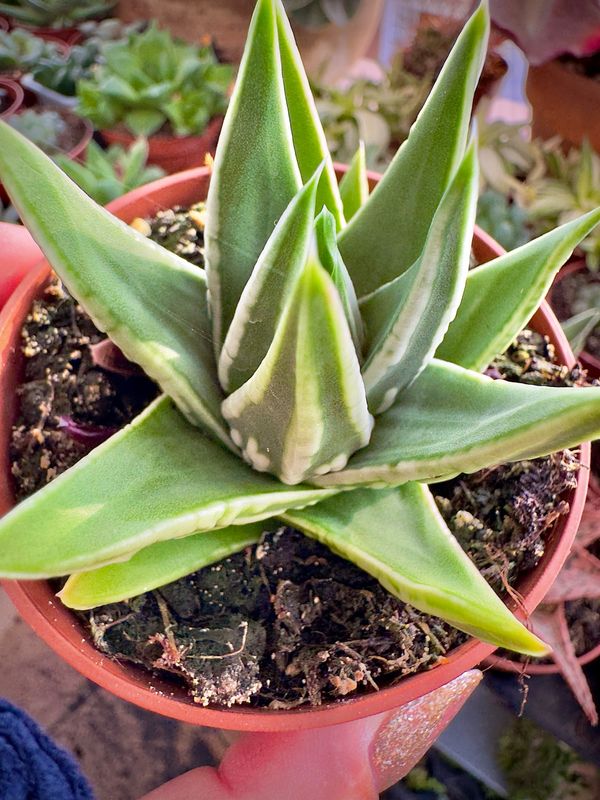 Haworthia Marginata “white edge”