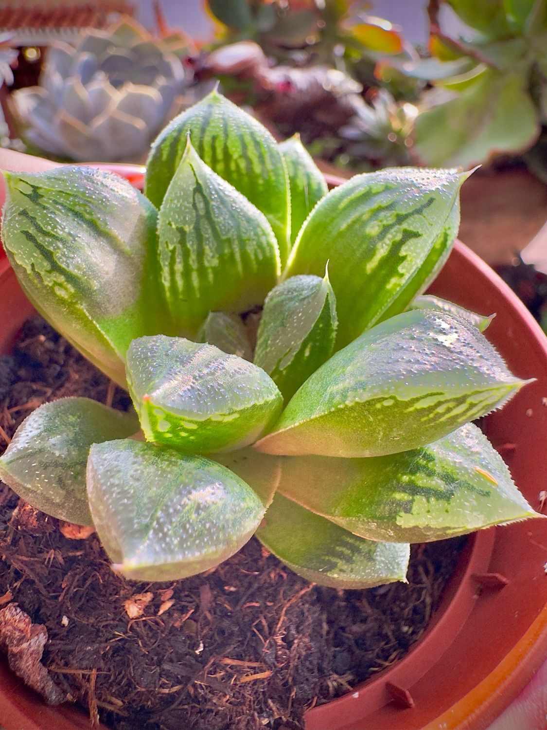 Haworthia Retusa hibrida