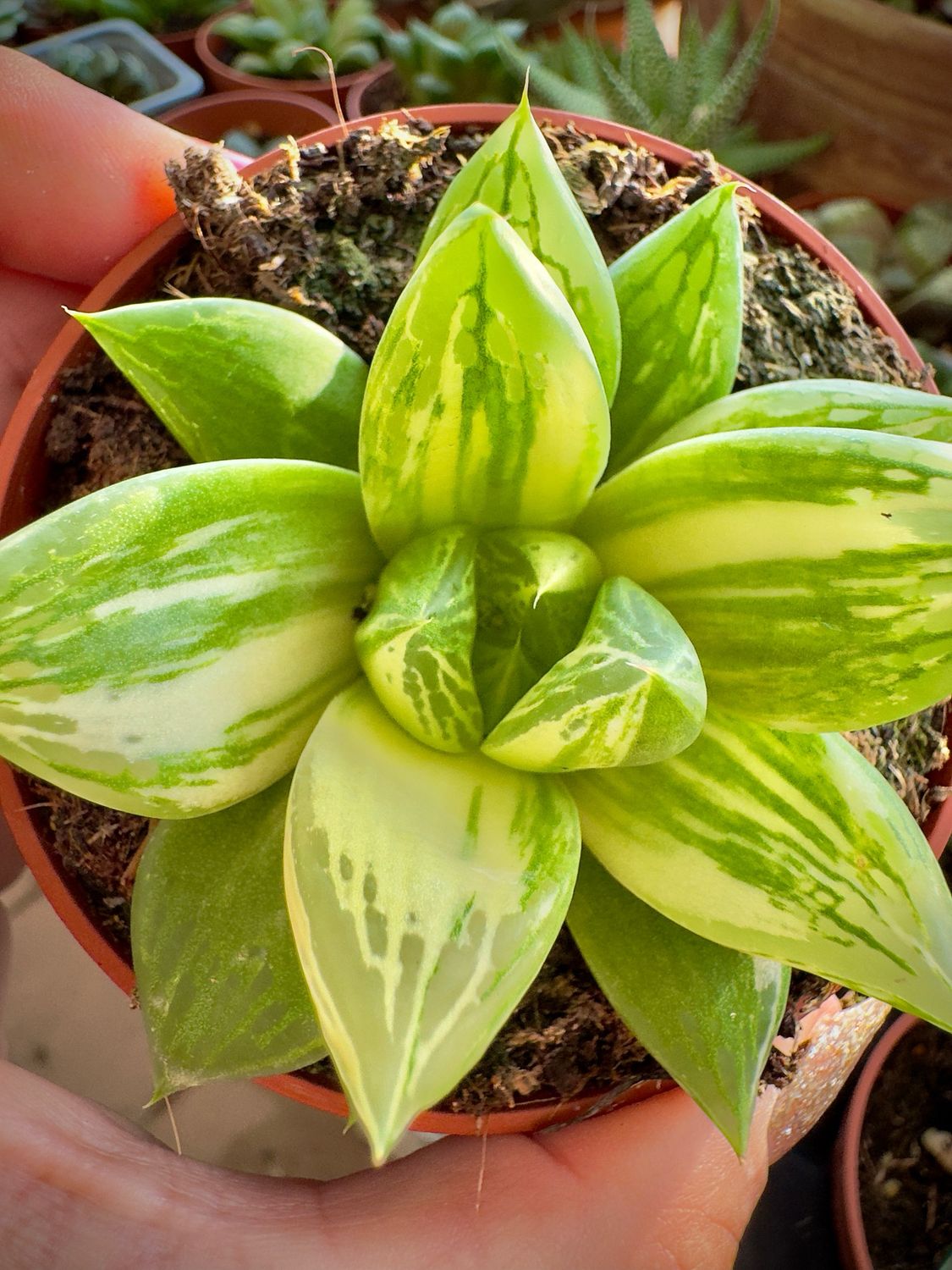 Haworthia cuspidata variegata
